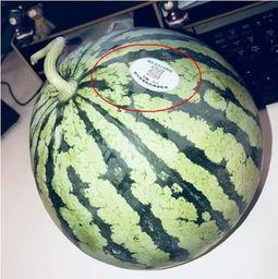 青海网红吃瓜,揭秘高原美食背后的故事  第1张